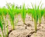 Could CRISPR Change the Future of our Food?