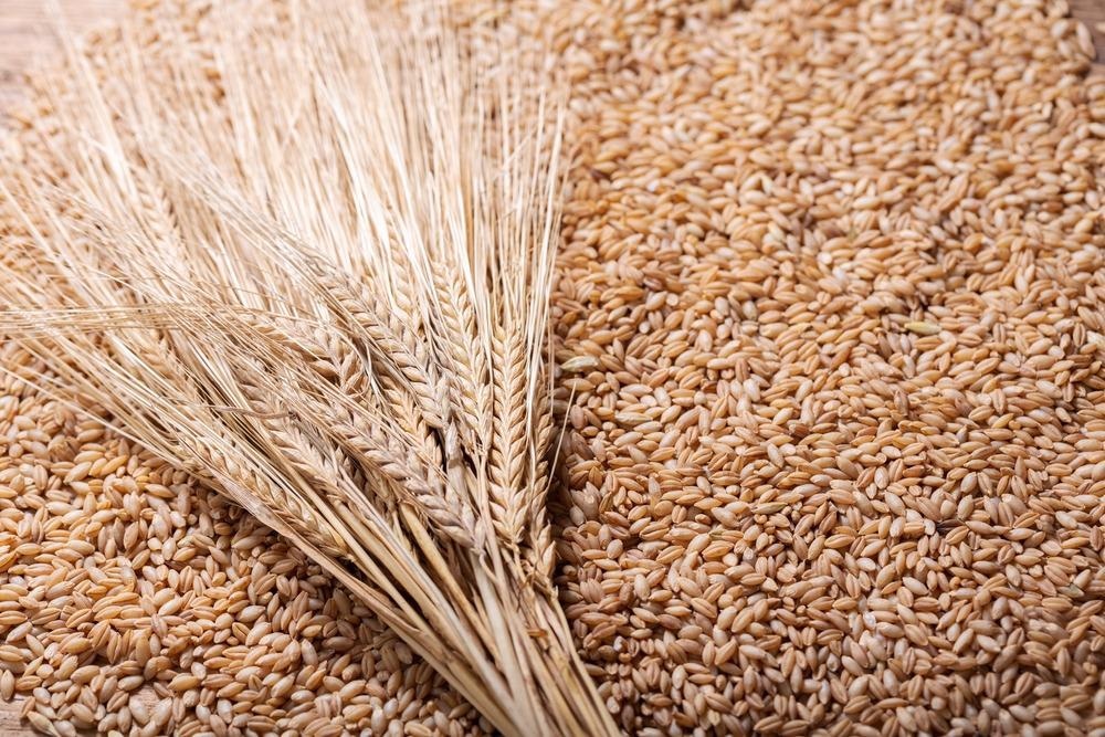 Barley