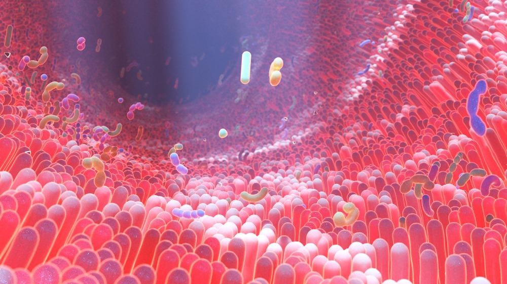 Gut Microbiota