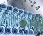 Why does Cell Polarity Matter?