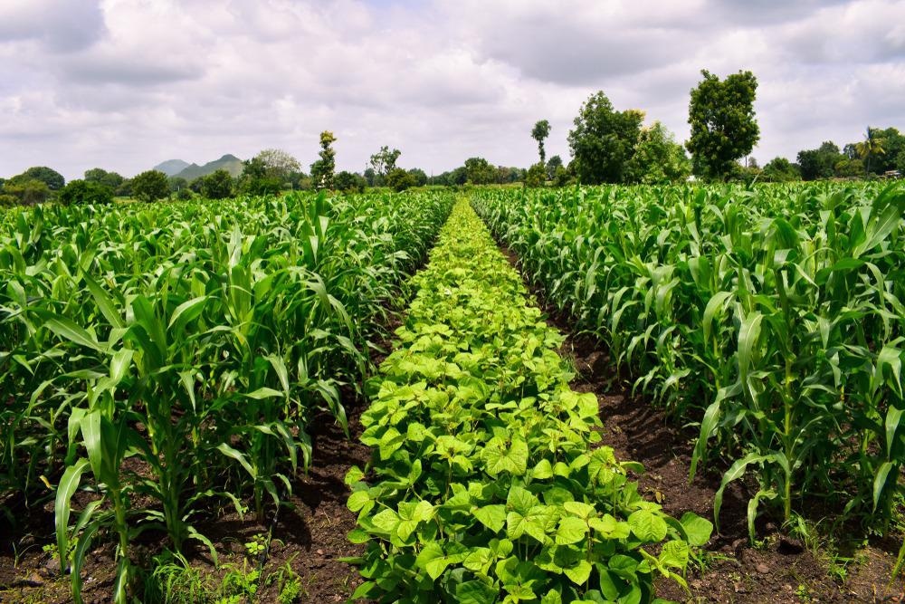 Crops