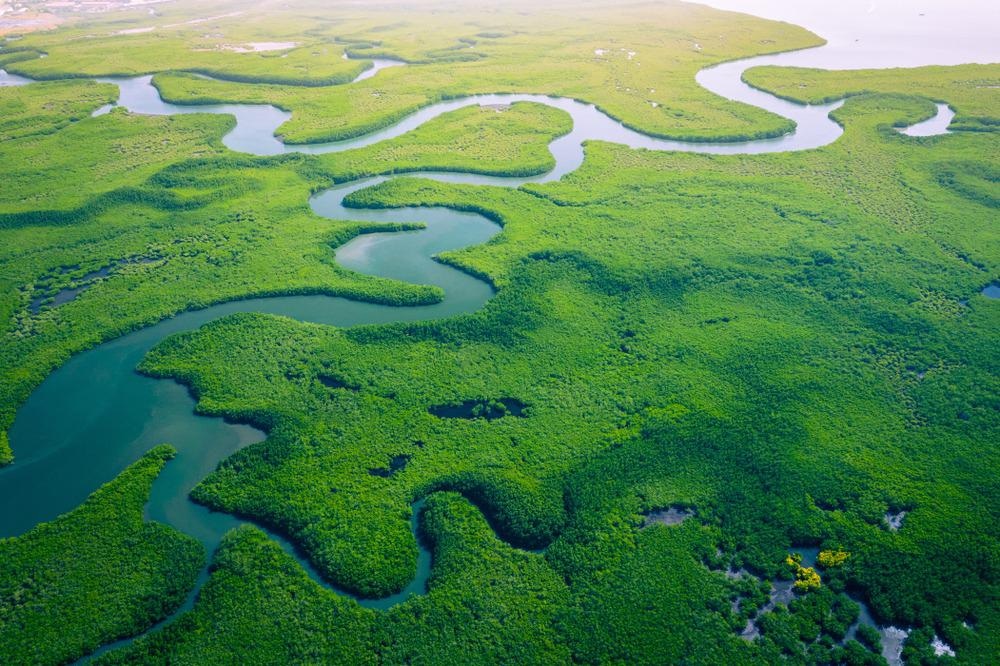 Mangrove Forest
