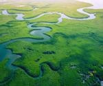 Mangroves: A Key to Restoring the Oceans