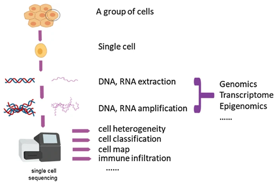 Single Cell Sequencing