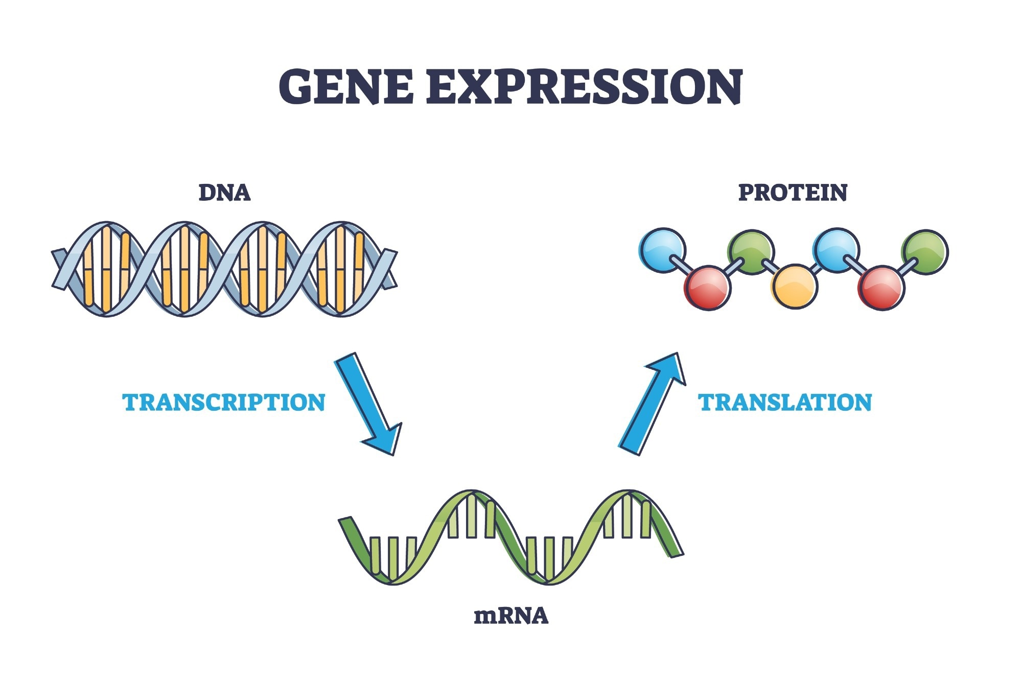 Gene Expression