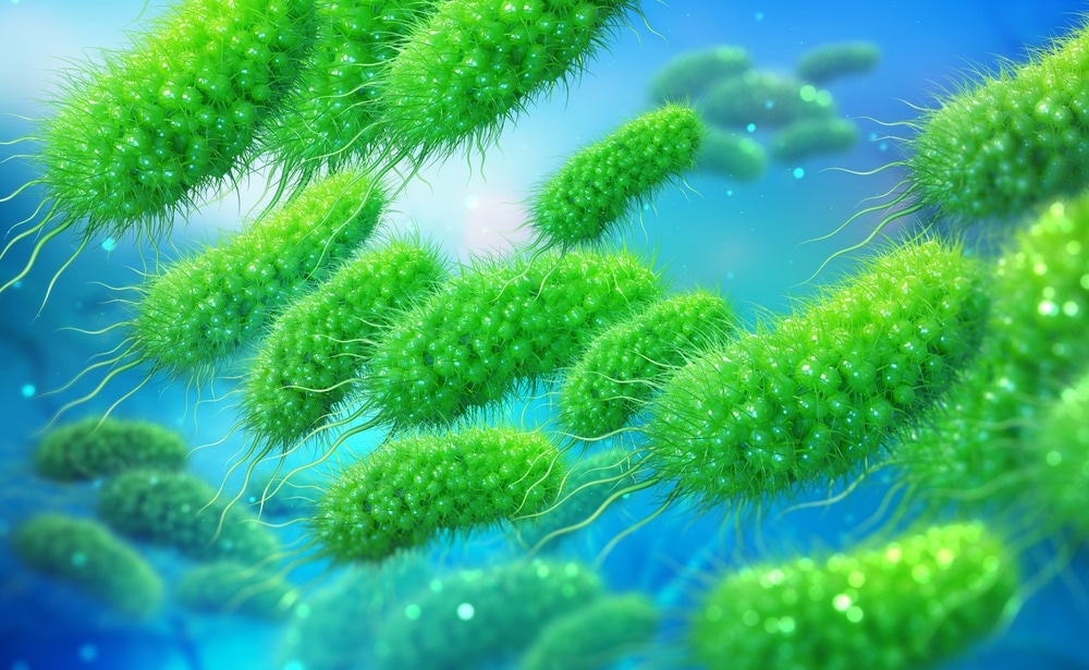 E. Coli Bacteria