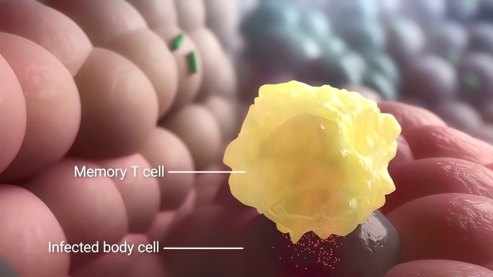 Memory T Cell