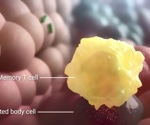 What is Immunological Memory?