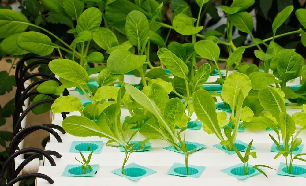 Hydroponic farming