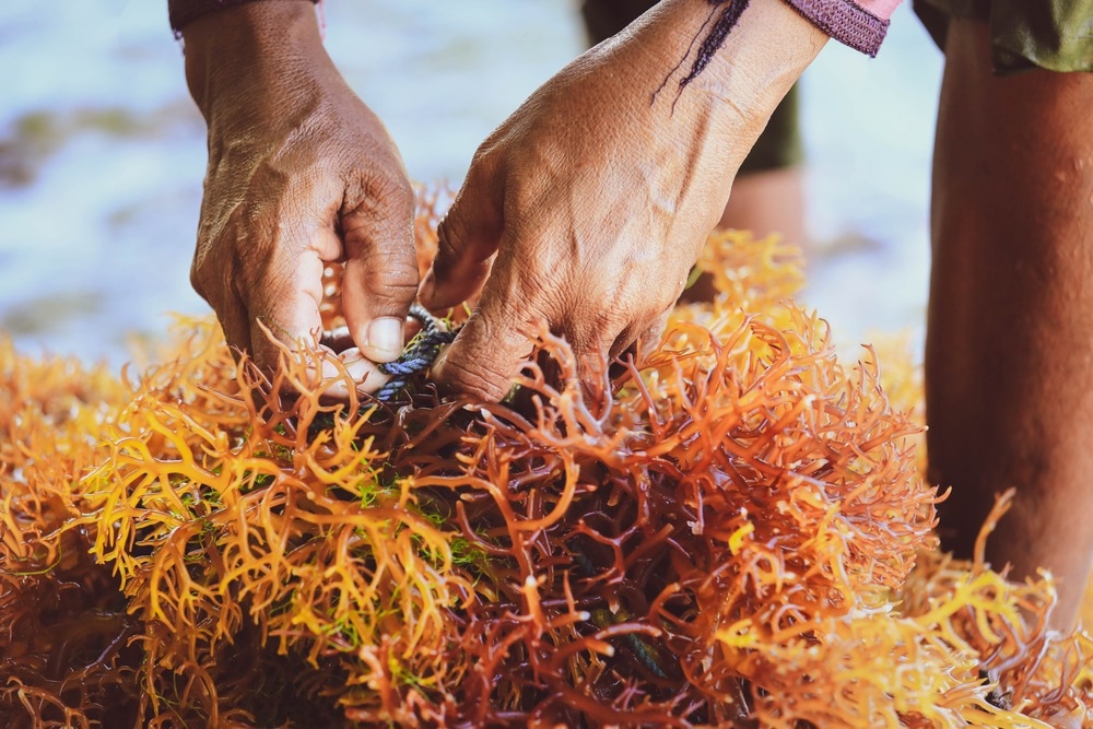 Seaweed farming