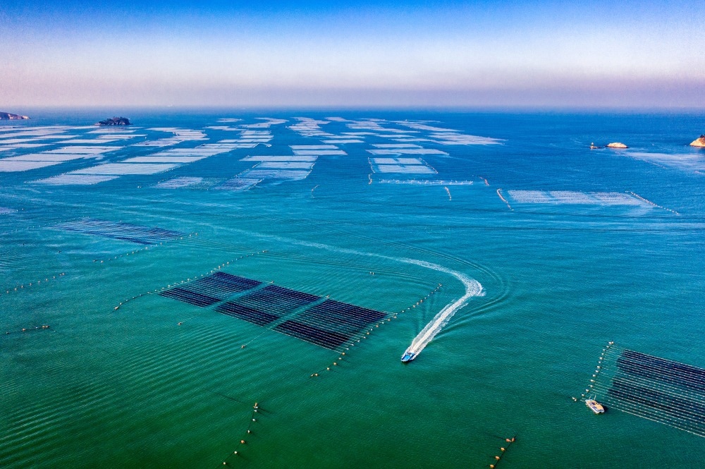Seaweed farming