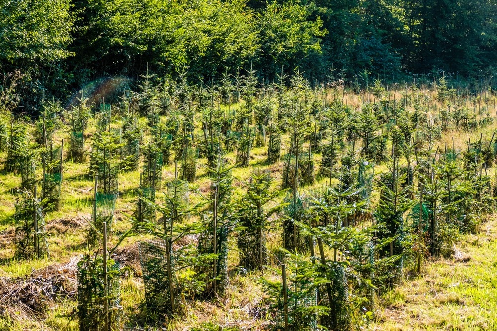 Regenerative forestry