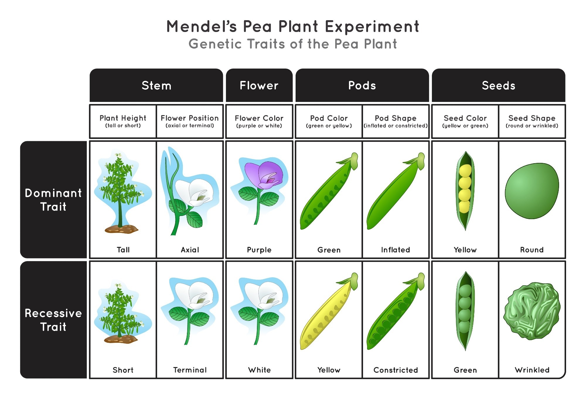 Mendelian genetics