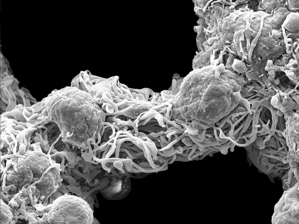 SEM Image