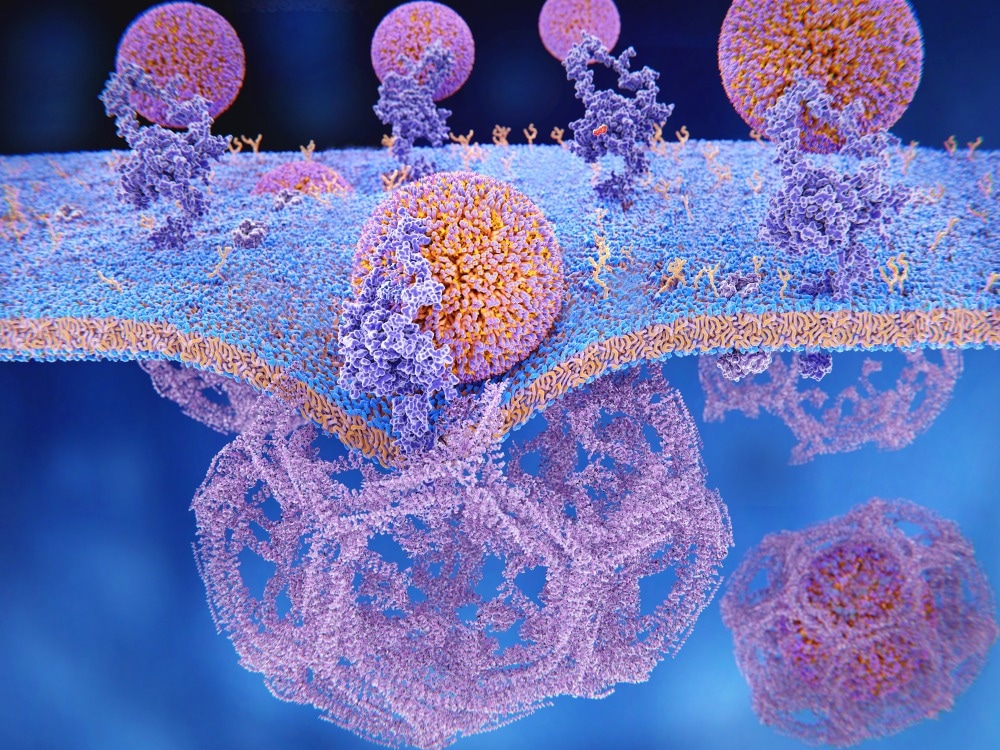 LDL Receptors