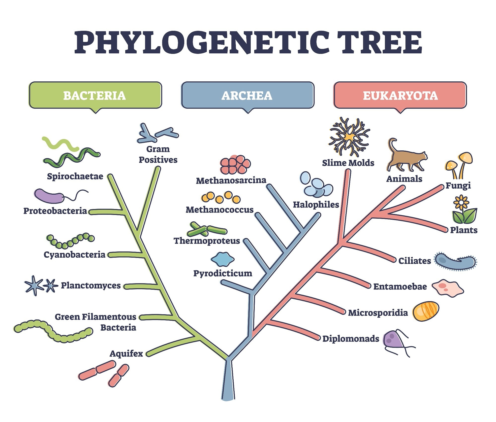 Phylogenetic Tree
