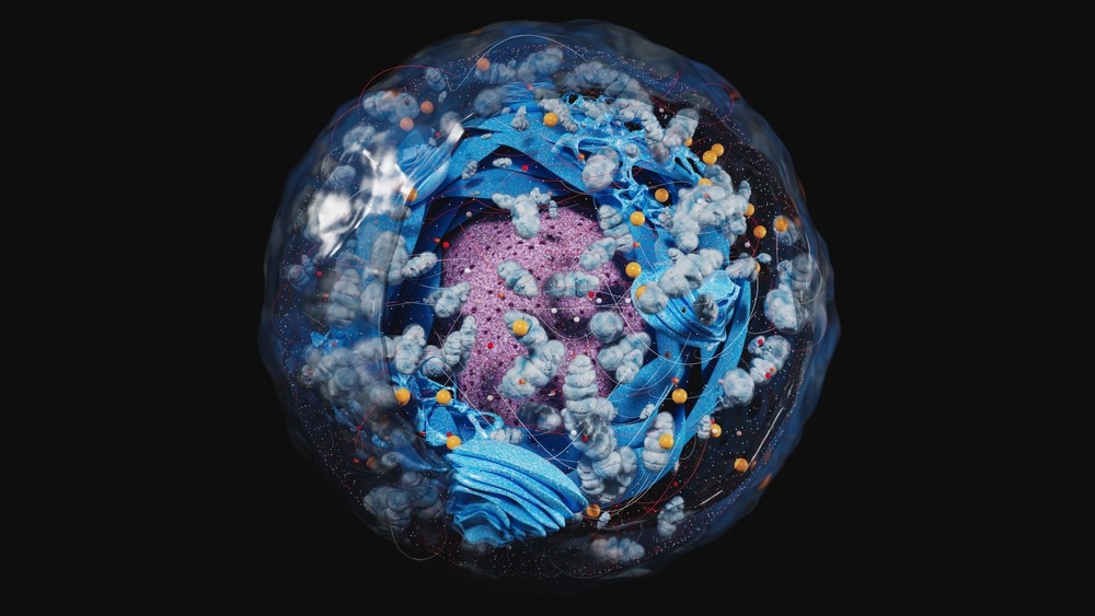 Cell with Mitochondria
