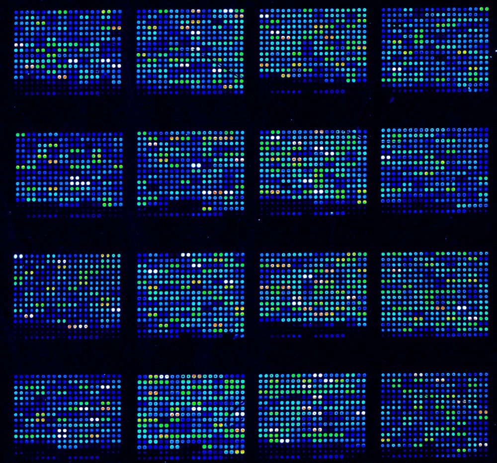 DNA Microarray