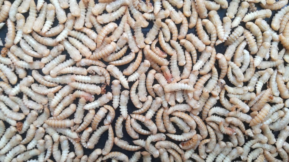 Larvae