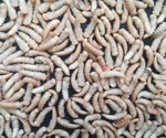 Investigating the Role of Insects in Forensic Investigations