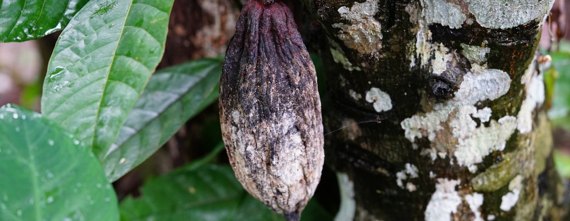 CRISPR Breakthrough Makes Cacao Plants More Resistant To Deadly Disease