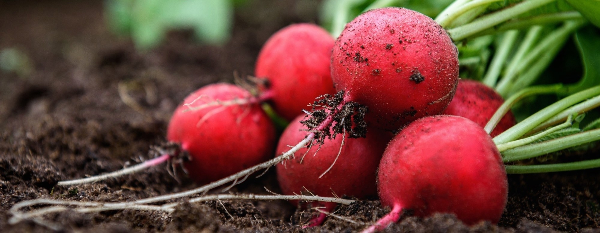 Nanoplastics Can Cross Plant Root Barriers and Enter Food