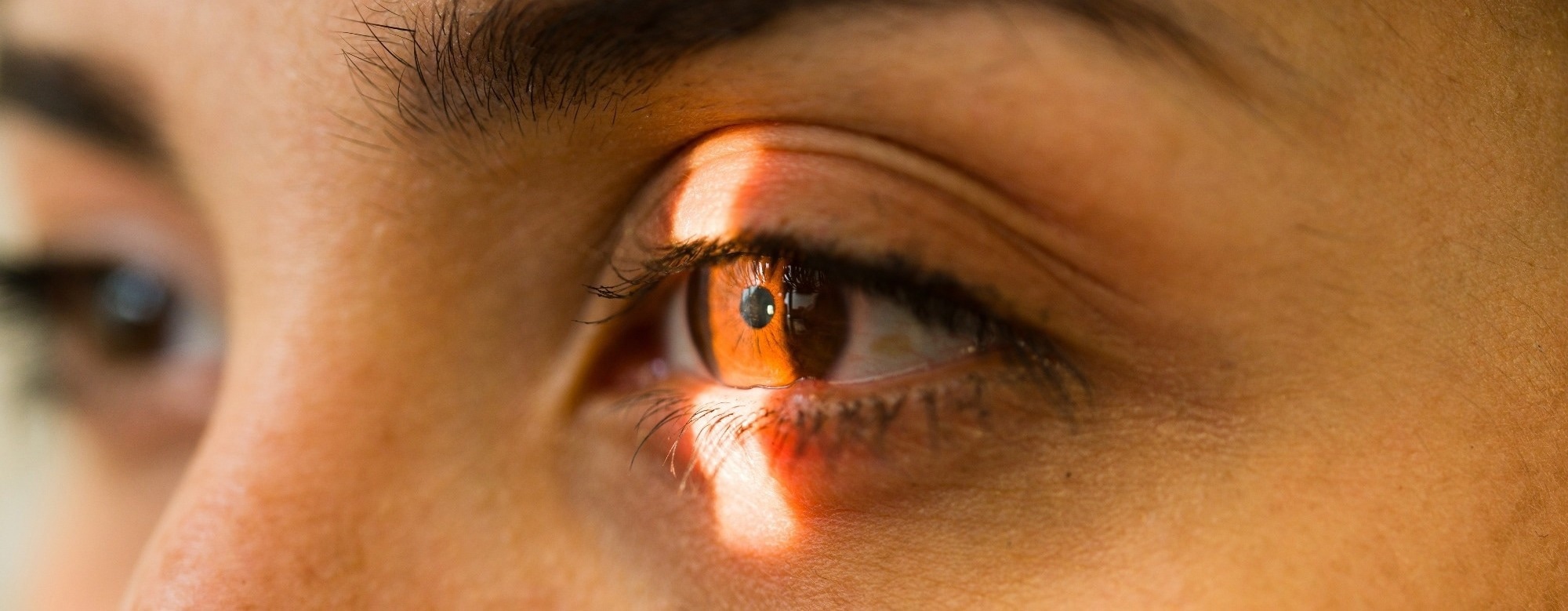 Postmortem Human Retinas Recover Neural Light Signals