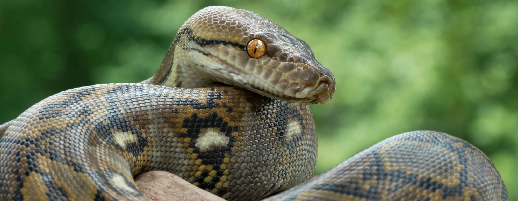 A Python-Inspired Molecule Suppresses Appetite After Eating
