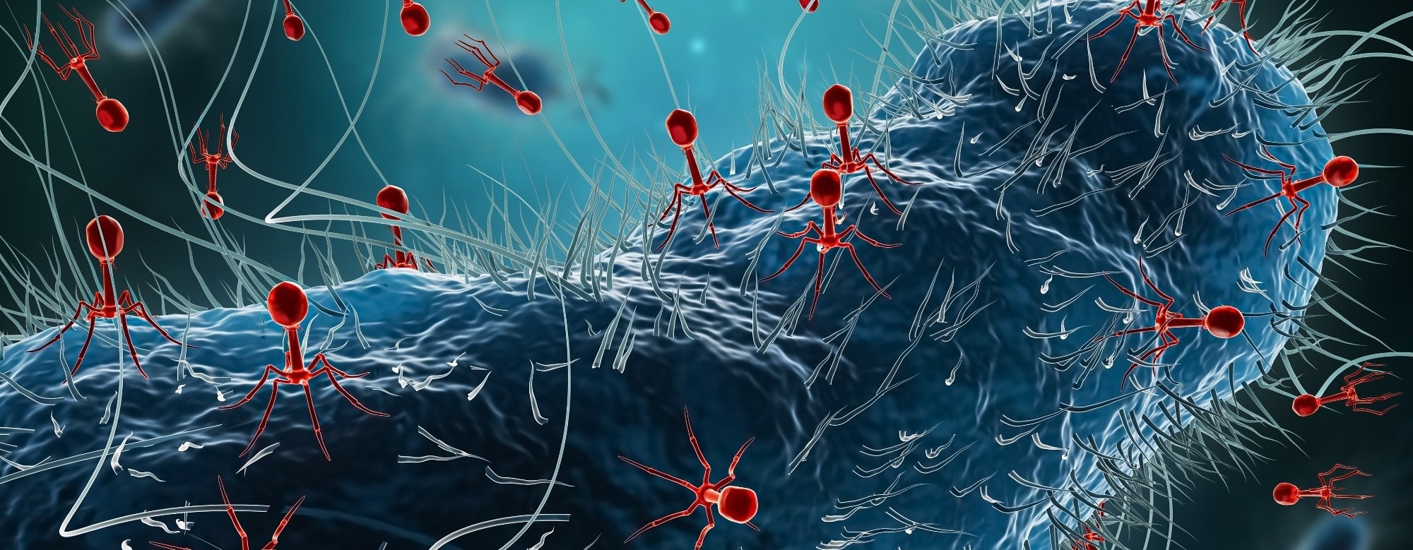Phages Communicate Across Species to Control Infection Decisions