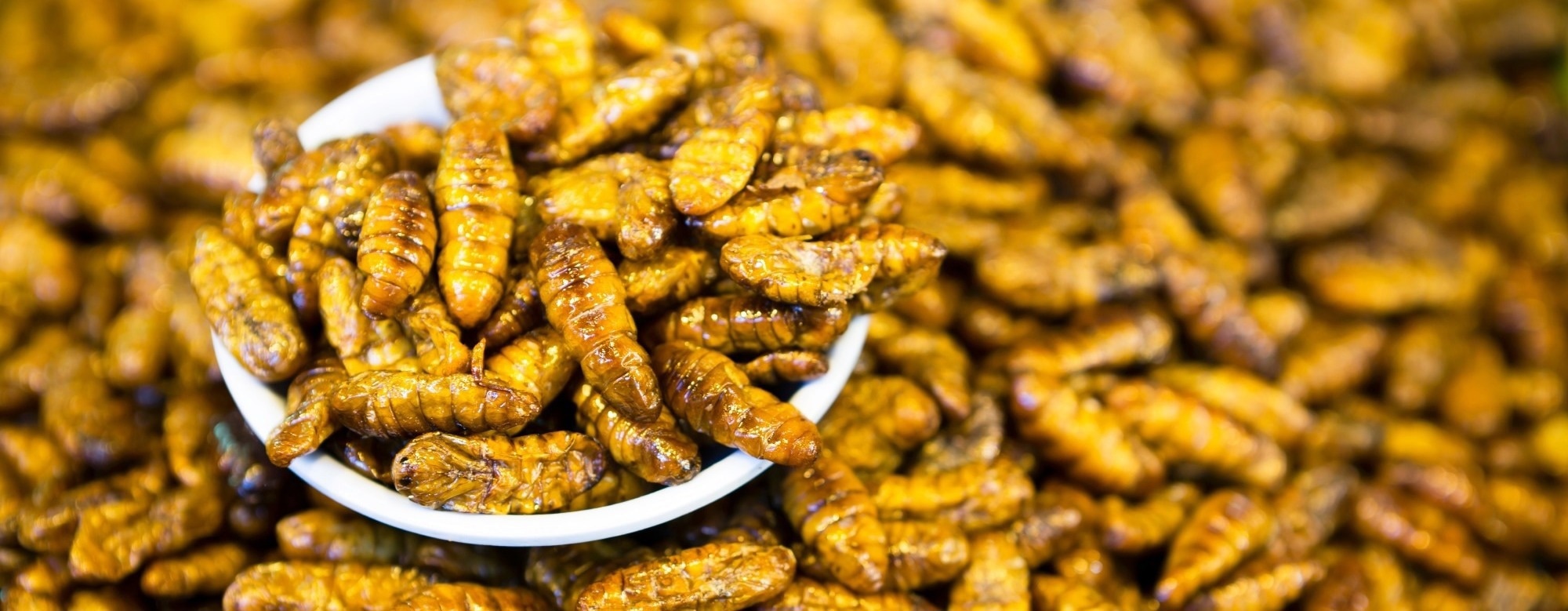 Insects, Microbes, and Food Waste May Be the Answer to the Global Food Crisis