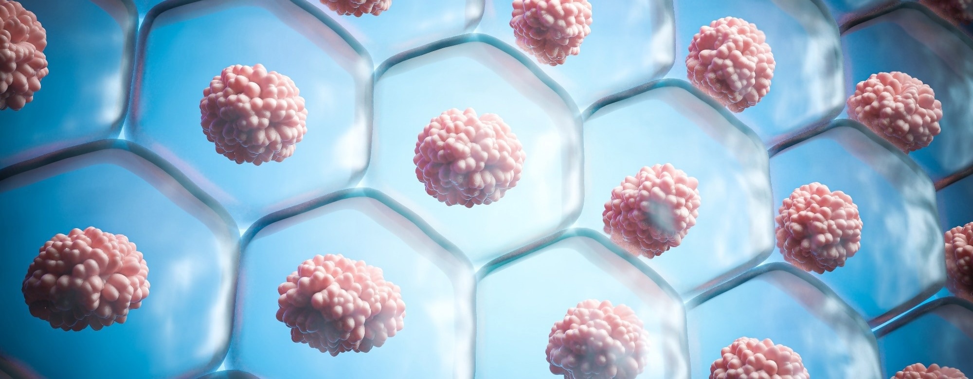 How Cellular Rejuvenation Targets Biological Age Rather Than Chronological Age