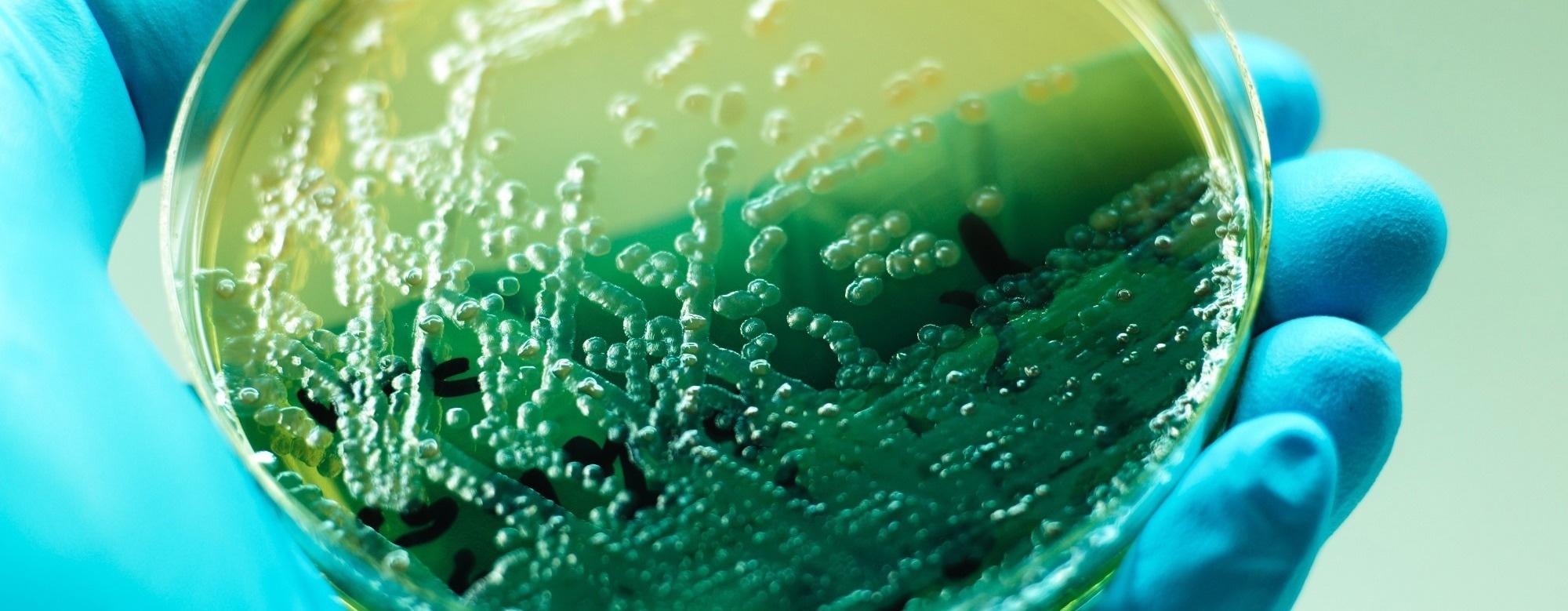 Two Antibiotics Outperform Single Drugs Against P. aeruginosa