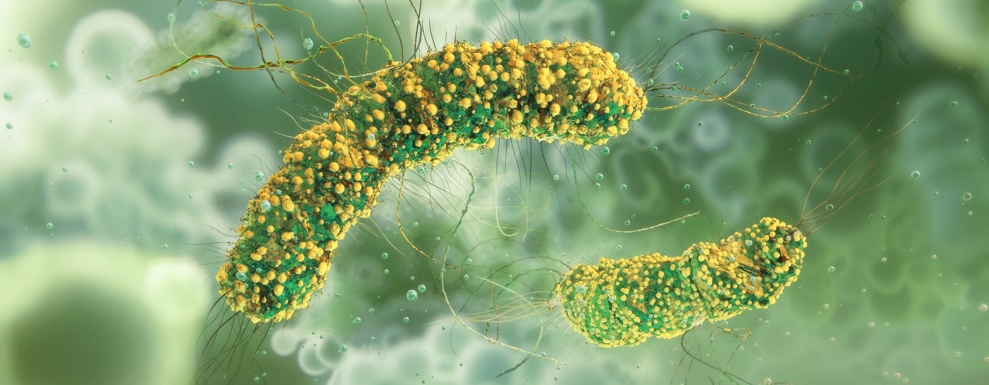 New DNA Test Detects Listeria in Ice Cream and Reveals How It Survives Freezing