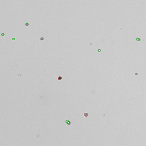 Successfully counting SF9 cells for cell viability
