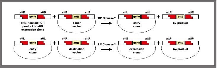 Using mosquito® LV for Gateway® Cloning, PCR Amplification and Nextera Library Generation