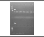 Using liquid handlers for Gateway® Cloning, PCR Amplification and Nextera Library Generation