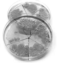 What has been the evolution of bioreactors through history?