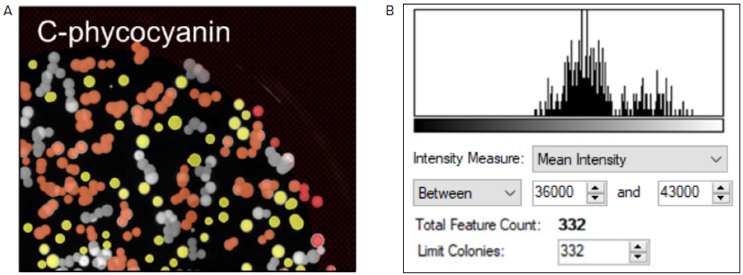 Fluorescent screening of G. sulphuraria colonies producing C-phycocyanin. (A) Representative fluorescent image of G.sulphuraria colonies expressing different levels of C-phycocyanin. The Red filter pair (Ex/Em: 628/692) was used. (B) Fluorescence histogram displayed as Mean Intensity