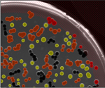 Using an Automated Screening Approach to Leverage Microalgae Metabolism for Natural Food Dyes