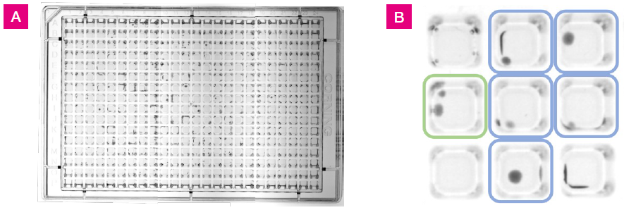 L. crispatus colony growth at 48 hrs on 384-well agar plate with 25 μL fill volume. A) Images of the plate were taken using a Syngene GBOX imaging system. This image was generated by stitching together three separate images. B) A section of the plate from wells G3 to I5. Colored squares indicate growth positive wells with one colony (blue) or two colonies (green). Colonies were located in the well centers and along the well walls.