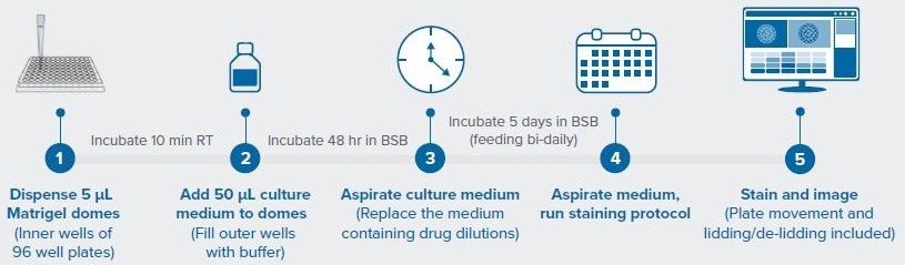 Workflow for automated PDO drug screen.