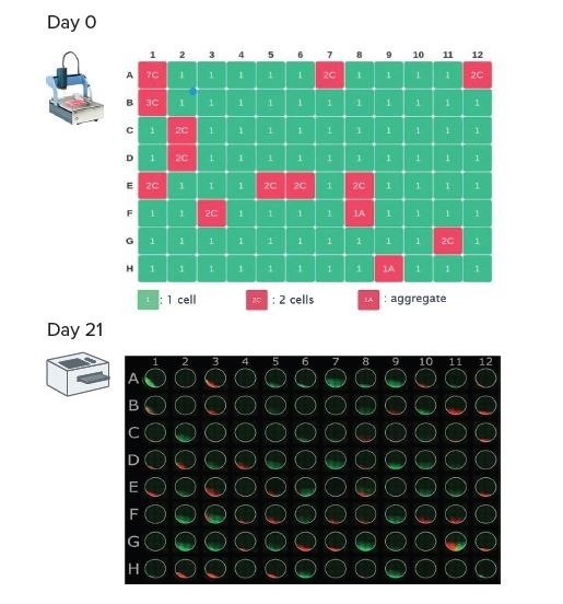 Clonality check on Day 0 using the DispenCell analysis software (left panel) and imaging of colonies on Day 21 using fluorescent imaging (right panel).