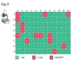 Exceptional Probability of Clonality for Robust Cell Line Development