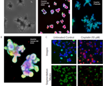 Facilitating Complex Organoid Assays Through Automated Workflows