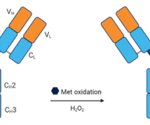 Exploring the Biophysical Characterization of Monoclonal Antibodies