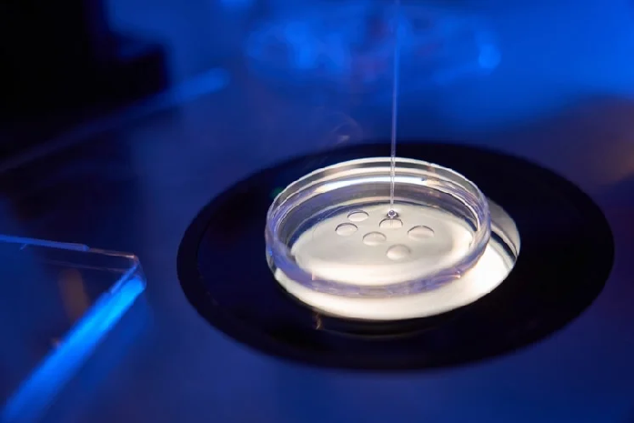 How 3D Visualization Software Solved a 60-Year Oocyte Biology Mystery