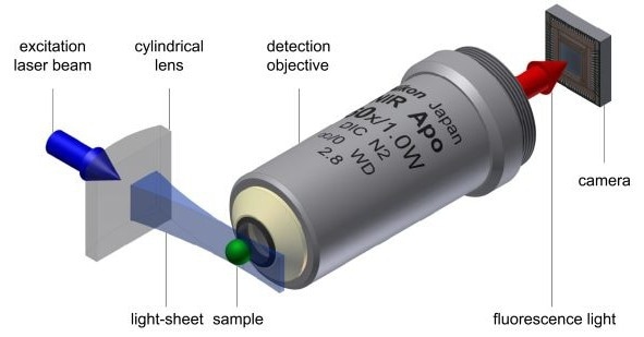 Light-sheet microscopy principle, based on Jan Krieger, CC BY-SA 3.0