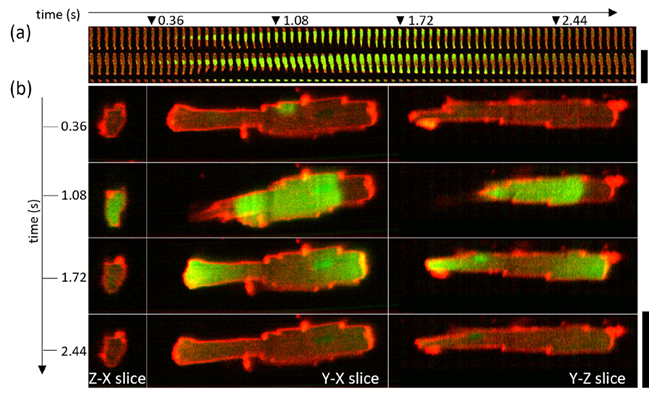 Spontaneous calcium wave in a live cardiomyocyte cell imaged at 25 volumes per second. (a) shows central volume planes in xy, xz and yz orientation, while (b) shows the expanded views of the datapoints indicated with triangles in (a)