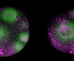 How Light-Sheet Microscopy Has Evolved With Cutting-Edge Technology