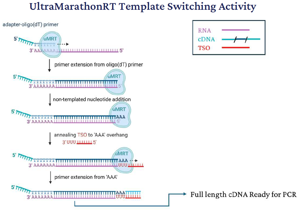 Mechanism of template switching by UltraMarathonRT (uMRT). uMRT initiates reverse transcription from an adapteroligo( dT) primer annealed to the poly(A) tail of RNA. Following cDNA synthesis, uMRT adds several non-templated adenines at the 3′ end of the nascent cDNA. This overhang facilitates annealing of a template-switching oligonucleotide (TSO) containing a complementary 3′ rGrGrG sequence. uMRT then extends the cDNA using the TSO as template, incorporating the adapter sequence into the cDNA product. This process enables generation of full-length cDNA molecules with defined 5′ and 3′ adapters for downstream applications